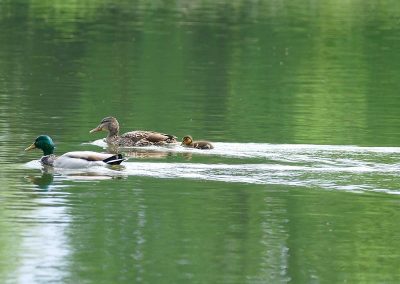 Famille-canard